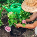 jardinier de femme transplantant des fleurs dhortensia du pot dans le sol humide travaux de