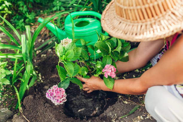 jardinier de femme transplantant des fleurs dhortensia du pot dans le sol humide travaux de